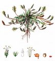 Krähenfuß-Wegerich - Plantago coronopus L.