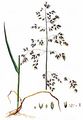 Rough Meadow-Grass - Poa trivialis L.