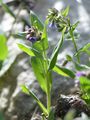 Blue Cowslip - Pulmonaria angustifolia L.