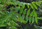 Tanner's Sumach - Rhus coriaria L.
