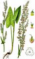 Großer Sauerampfer - Rumex acetosa L.