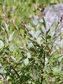 Schwarzwerdende Weide - Salix myrsinifolia Salisb.