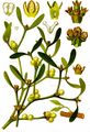 Viscum album - Gewöhnliche Mistel (Santalaceae)