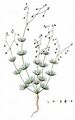 Corn Spurrey - Spergula arvensis L.