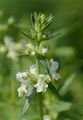 Einjähriger Ziest - Stachys annua (L.) L.