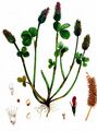 Inkarnat-Klee - Trifolium incarnatum L.
