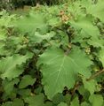 Oriental Cocklebur - Xanthium orientale L.