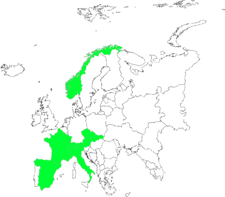 Hieracium obscuratum
