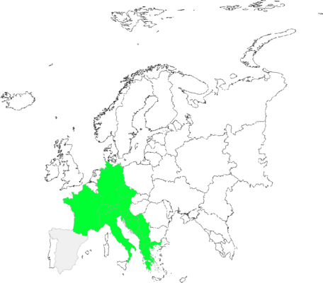 Willemetia stipitata