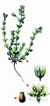 Thyme-Leaved Sandwort - Arenaria serpyllifolia L.
