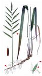 Fieder-Zwenke - Brachypodium pinnatum (L.) P. Beauv. 