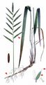 Tor-Grass - Brachypodium pinnatum (L.) P. Beauv.