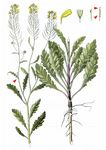Langtraubiger Kohl - Brassica elongata Ehrh. 