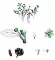 Six-Stamened Waterwort - Elatine hexandra (Lapierre) DC.