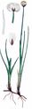 Scheuchzers Wollgras - Eriophorum scheuchzeri Hoppe