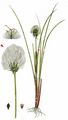 Hare's-Tail Cottongrass - Eriophorum vaginatum L.