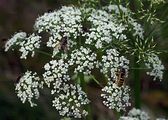 Hogweed - Heracleum sphondylium L.