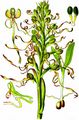 Bocks-Riemenzunge - Himantoglossum hircinum (L.) Spreng.