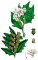 Henbane - Hyoscyamus niger L.