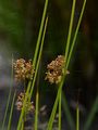 Flatter-Binse - Juncus effusus L.