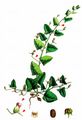 Sharp-Leaved Fluellen - Kickxia elatine (L.) Dumort.