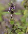 Corn Mint - Mentha arvensis L.