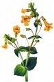 Blood-Drop-Emlets - Mimulus guttatus DC.