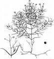 Moos-Nabelmiere - Moehringia muscosa L.