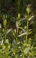 Hairless Cat-Mint - Nepeta nuda L.