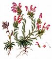 Lousewort - Pedicularis sylvatica L.