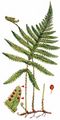 Beech Fern - Phegopteris connectilis (Michx.) Watt