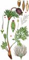 Small Pasque Flower - Pulsatilla pratensis (L.) Mill.