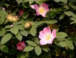 False Dog Rose - Rosa subcanina (Christ) Vuk.