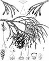 Wellingtonia - Sequoiadendron giganteum (Lindl.) J. Buchholz