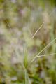 Bristle-Leaved Feather Grass - Stipa tirsa Steven