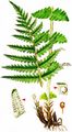 Lemon-Scented Fern - Thelypteris limbosperma (All.) H. P. Fuchs