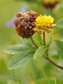 Alpen-Braun-Klee - Trifolium badium Schreb.