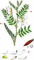 Wood Bitter-Vetch - Vicia orobus DC.