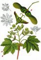 Field Maple - Acer campestre L.