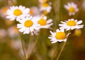 Blütenstand von  Matricaria recutita - Echte Kamille (Asteraceae)