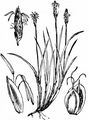 Felsen-Segge - Carex rupestris All.