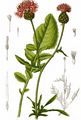 Skabiosen-Flockenblume - Centaurea scabiosa L.