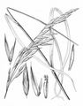 Rescue Brome - Ceratochloa cathartica (Vahl) Herter