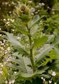 Bach-Kratzdistel - Cirsium rivulare (Jacq.) All.