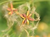 Ground Virginsbower - Clematis recta L.