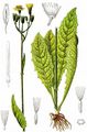 Sumpf-Pippau - Crepis paludosa (L.) Moench