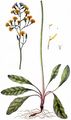 Abgebissener Pippau - Crepis praemorsa (L.) Walther