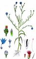 Kornblume - Cyanus segetum Hill