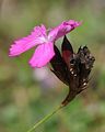 Carthusian Pink - Dianthus carthusianorum L.