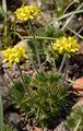 Draba aizoides (Immergrünes Hungerblümchen)